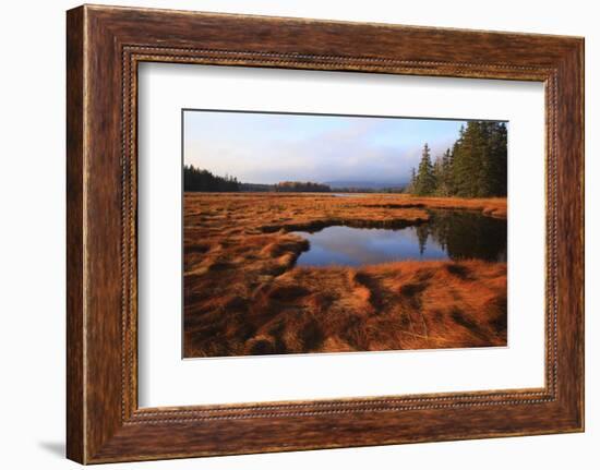 USA, Maine, Marsh Grass and Pond Near Acadia National Park-Joanne Wells-Framed Photographic Print