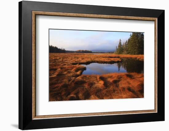 USA, Maine, Marsh Grass and Pond Near Acadia National Park-Joanne Wells-Framed Photographic Print