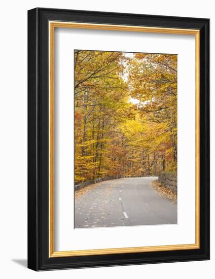 USA, Maine, Mt. Desert Island. Acadia National Park road.-Walter Bibikow-Framed Photographic Print