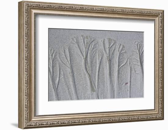 USA, Maine, Pine Point. Forest-Like Beach Sand Patterns-Jaynes Gallery-Framed Photographic Print