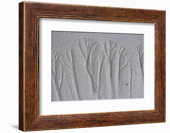 USA, Maine, Pine Point. Forest-Like Beach Sand Patterns-Jaynes Gallery-Framed Photographic Print