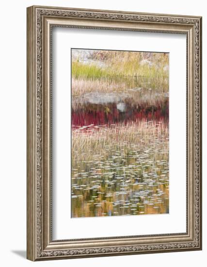 USA, Maine. Reflections, New Mills Meadow Pond, Acadia National Park.-Judith Zimmerman-Framed Photographic Print