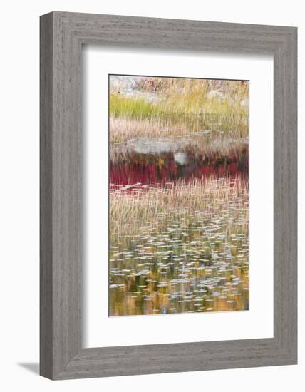 USA, Maine. Reflections, New Mills Meadow Pond, Acadia National Park.-Judith Zimmerman-Framed Photographic Print