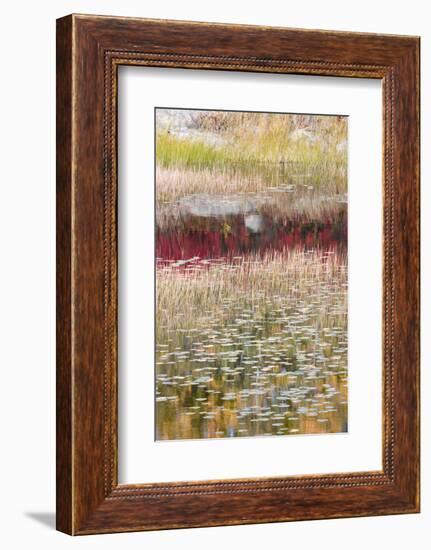 USA, Maine. Reflections, New Mills Meadow Pond, Acadia National Park.-Judith Zimmerman-Framed Photographic Print