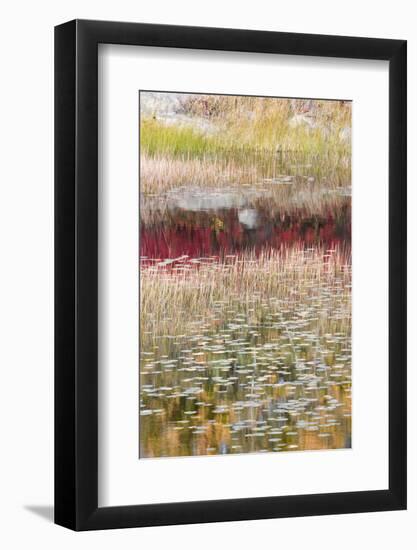 USA, Maine. Reflections, New Mills Meadow Pond, Acadia National Park.-Judith Zimmerman-Framed Photographic Print