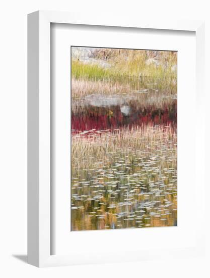 USA, Maine. Reflections, New Mills Meadow Pond, Acadia National Park.-Judith Zimmerman-Framed Photographic Print