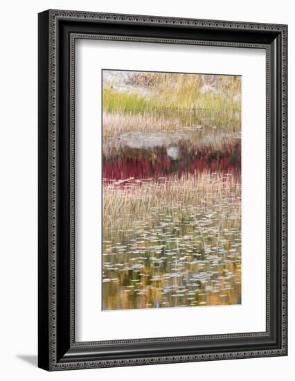 USA, Maine. Reflections, New Mills Meadow Pond, Acadia National Park.-Judith Zimmerman-Framed Photographic Print