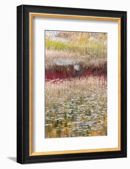 USA, Maine. Reflections, New Mills Meadow Pond, Acadia National Park.-Judith Zimmerman-Framed Photographic Print