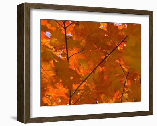 USA, Maine, Wiscasset, Autumn Leaves / Fall Colors-Alan Copson-Framed Photographic Print