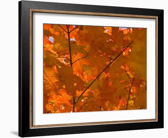 USA, Maine, Wiscasset, Autumn Leaves / Fall Colors-Alan Copson-Framed Photographic Print