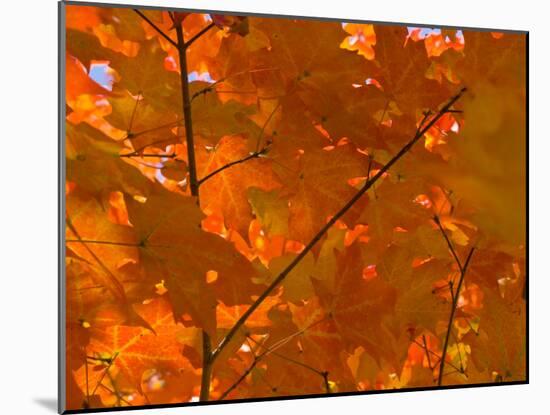 USA, Maine, Wiscasset, Autumn Leaves / Fall Colors-Alan Copson-Mounted Photographic Print