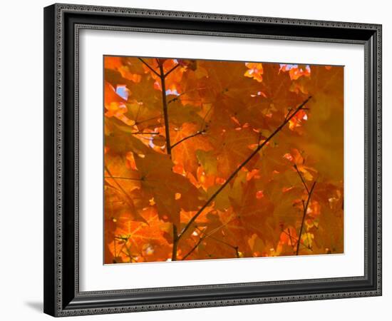 USA, Maine, Wiscasset, Autumn Leaves / Fall Colors-Alan Copson-Framed Photographic Print