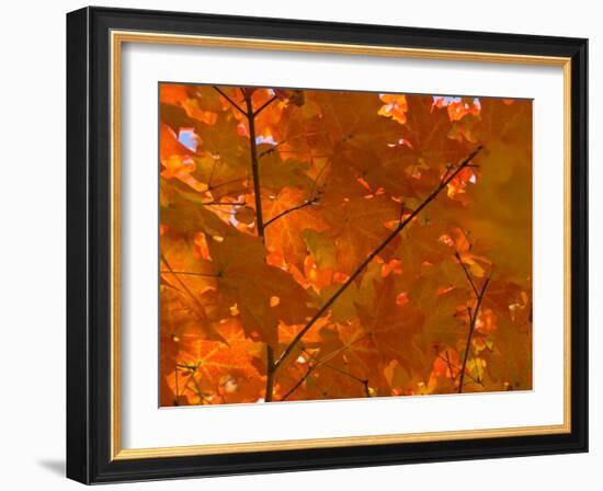 USA, Maine, Wiscasset, Autumn Leaves / Fall Colors-Alan Copson-Framed Photographic Print