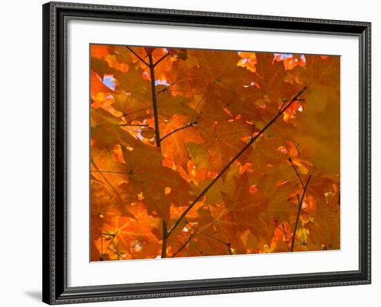 USA, Maine, Wiscasset, Autumn Leaves / Fall Colors-Alan Copson-Framed Photographic Print