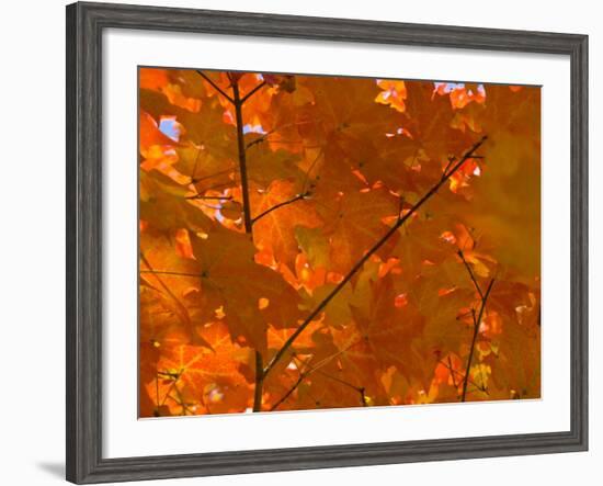 USA, Maine, Wiscasset, Autumn Leaves / Fall Colors-Alan Copson-Framed Photographic Print