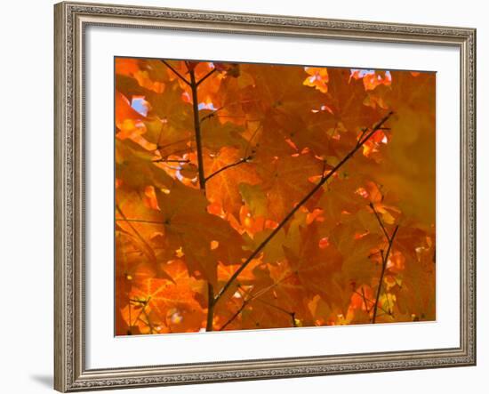 USA, Maine, Wiscasset, Autumn Leaves / Fall Colors-Alan Copson-Framed Photographic Print