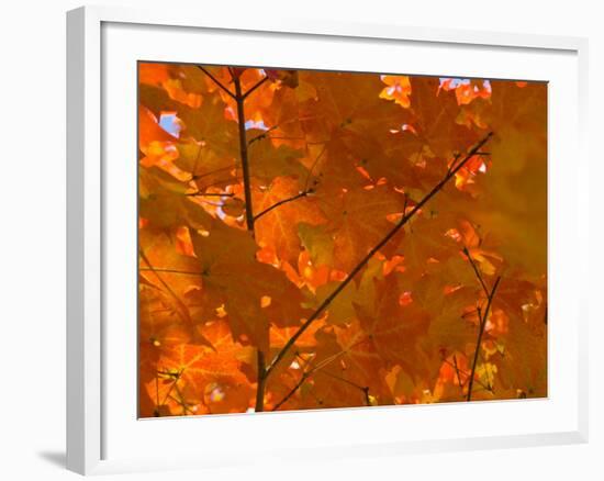 USA, Maine, Wiscasset, Autumn Leaves / Fall Colors-Alan Copson-Framed Photographic Print