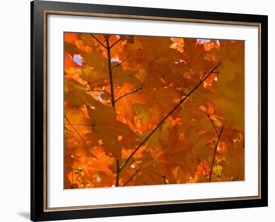 USA, Maine, Wiscasset, Autumn Leaves / Fall Colors-Alan Copson-Framed Photographic Print