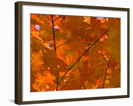 USA, Maine, Wiscasset, Autumn Leaves / Fall Colors-Alan Copson-Framed Photographic Print