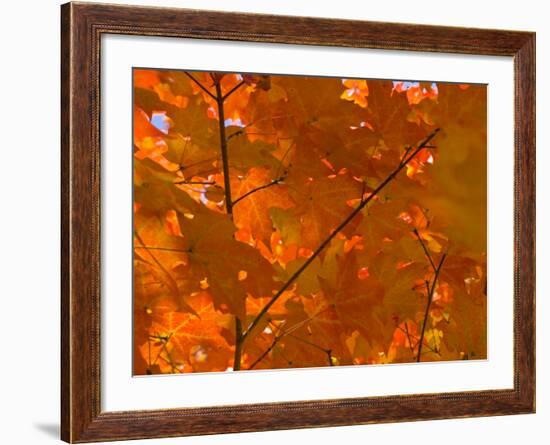 USA, Maine, Wiscasset, Autumn Leaves / Fall Colors-Alan Copson-Framed Photographic Print