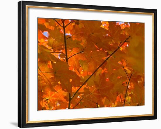 USA, Maine, Wiscasset, Autumn Leaves / Fall Colors-Alan Copson-Framed Photographic Print