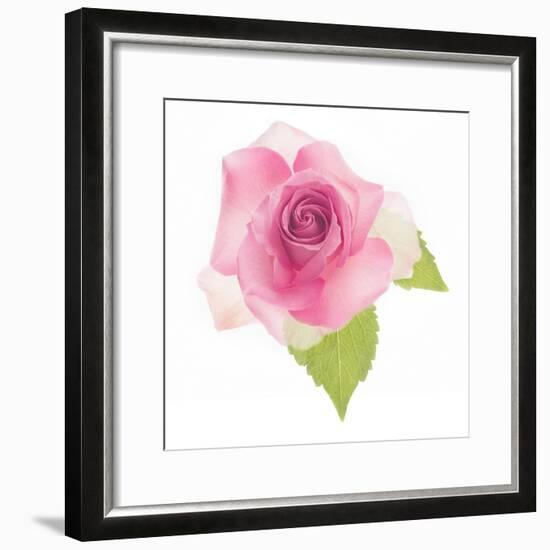 USA, Maryland, Bethesda, Pink Rose, Digitally Altered-Hollice Looney-Framed Photographic Print