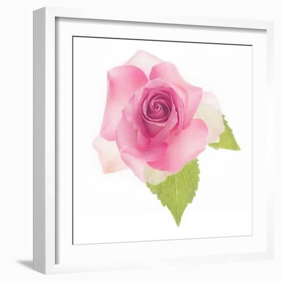 USA, Maryland, Bethesda, Pink Rose, Digitally Altered-Hollice Looney-Framed Photographic Print