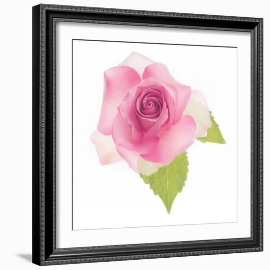 USA, Maryland, Bethesda, Pink Rose, Digitally Altered-Hollice Looney-Framed Photographic Print