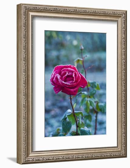 USA, Massachusetts, Cape Ann, Annisquam. Roses after first frost-Walter Bibikow-Framed Photographic Print