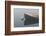 USA, Massachusetts, Cape Ann, boats in Annisquam Harbor in fog-Walter Bibikow-Framed Photographic Print