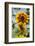 USA, Massachusetts, Cape Ann, Gloucester, Annisquam, Sunflowers-Walter Bibikow-Framed Photographic Print