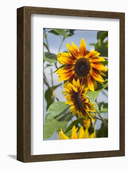 USA, Massachusetts, Cape Ann, Gloucester, Annisquam, Sunflowers-Walter Bibikow-Framed Photographic Print