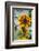 USA, Massachusetts, Cape Ann, Gloucester, Annisquam, Sunflowers-Walter Bibikow-Framed Photographic Print