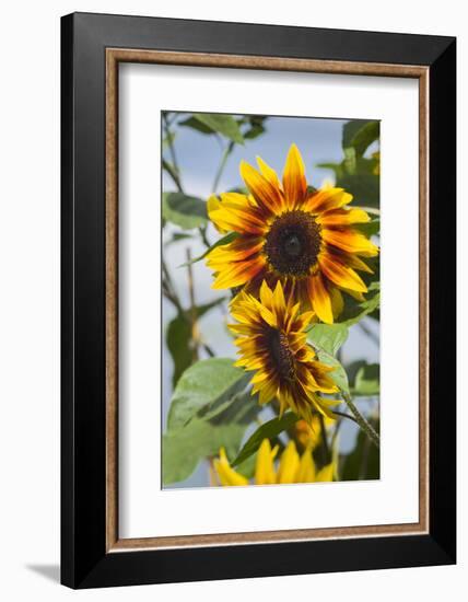 USA, Massachusetts, Cape Ann, Gloucester, Annisquam, Sunflowers-Walter Bibikow-Framed Photographic Print