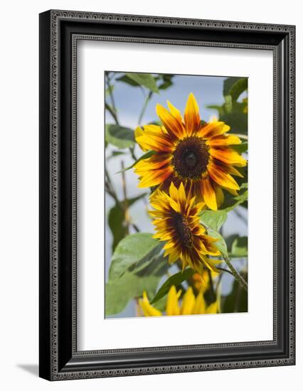 USA, Massachusetts, Cape Ann, Gloucester, Annisquam, Sunflowers-Walter Bibikow-Framed Photographic Print