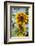 USA, Massachusetts, Cape Ann, Gloucester, Annisquam, Sunflowers-Walter Bibikow-Framed Photographic Print