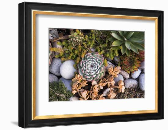 USA, Massachusetts, Cape Ann, Gloucester, Fall Plantings-Walter Bibikow-Framed Photographic Print