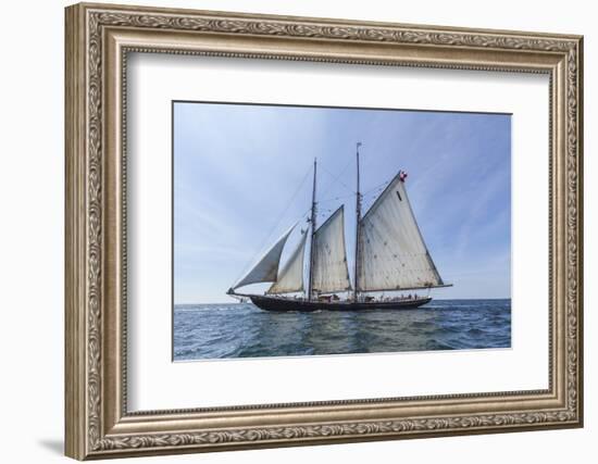 USA, Massachusetts, Cape Ann, Gloucester. Gloucester Schooner Festival, schooner parade of sail.-Walter Bibikow-Framed Photographic Print