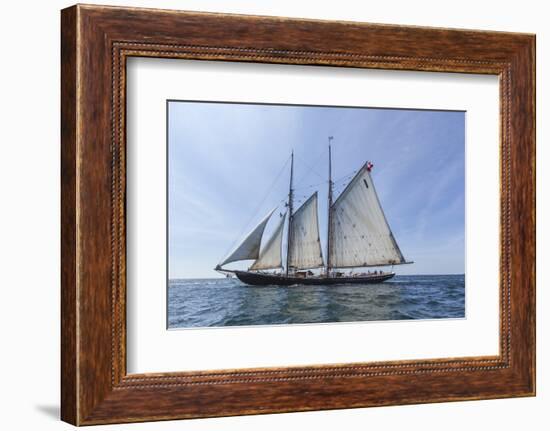 USA, Massachusetts, Cape Ann, Gloucester. Gloucester Schooner Festival, schooner parade of sail.-Walter Bibikow-Framed Photographic Print