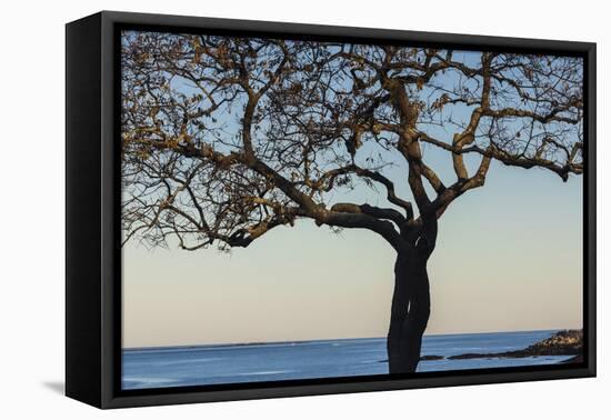 USA, Massachusetts, Cape Ann, Rockport, tree over Front Beach at dusk-Walter Bibikow-Framed Premier Image Canvas