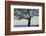 USA, Massachusetts, Cape Ann, Rockport, tree over Front Beach at dusk-Walter Bibikow-Framed Photographic Print