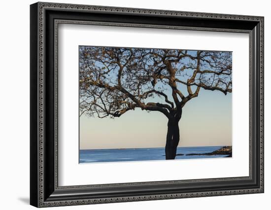 USA, Massachusetts, Cape Ann, Rockport, tree over Front Beach at dusk-Walter Bibikow-Framed Photographic Print