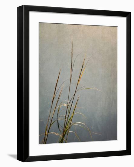 USA, Massachusetts, Cape Cod, Dew-covered reeds at sunrise, texture overlay,-Ann Collins-Framed Photographic Print