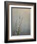 USA, Massachusetts, Cape Cod, Dew-covered reeds at sunrise, texture overlay,-Ann Collins-Framed Photographic Print