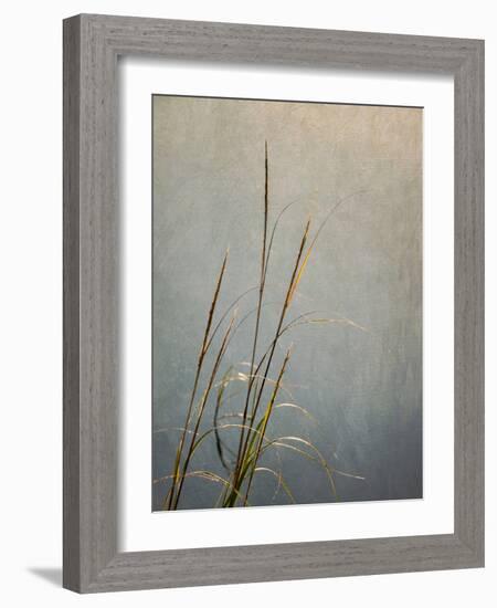 USA, Massachusetts, Cape Cod, Dew-covered reeds at sunrise, texture overlay,-Ann Collins-Framed Photographic Print