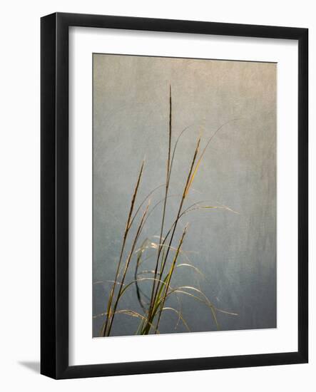 USA, Massachusetts, Cape Cod, Dew-covered reeds at sunrise, texture overlay,-Ann Collins-Framed Photographic Print