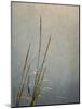 USA, Massachusetts, Cape Cod, Dew-covered reeds at sunrise, texture overlay,-Ann Collins-Mounted Photographic Print