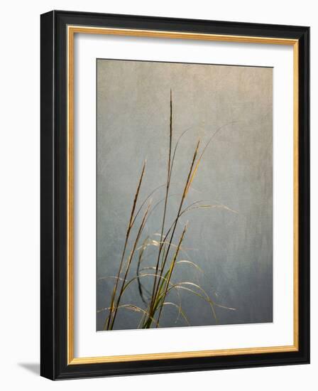 USA, Massachusetts, Cape Cod, Dew-covered reeds at sunrise, texture overlay,-Ann Collins-Framed Photographic Print