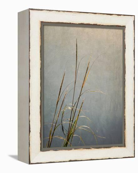 USA, Massachusetts, Cape Cod, Dew-covered reeds at sunrise, texture overlay,-Ann Collins-Framed Premier Image Canvas