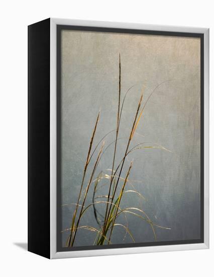 USA, Massachusetts, Cape Cod, Dew-covered reeds at sunrise, texture overlay,-Ann Collins-Framed Premier Image Canvas